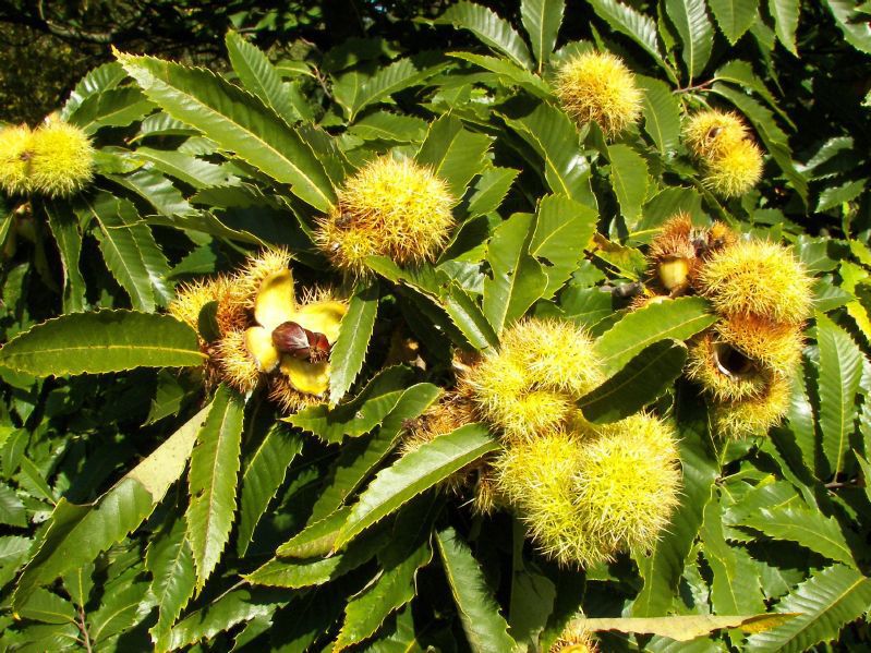 Castanea sativa HkG 80802 Forstpflanzen Blaha