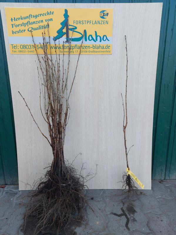 Prunus avium HkG 81401