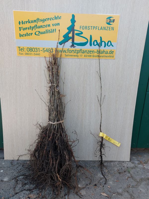 Quercus petraea HkG 81813