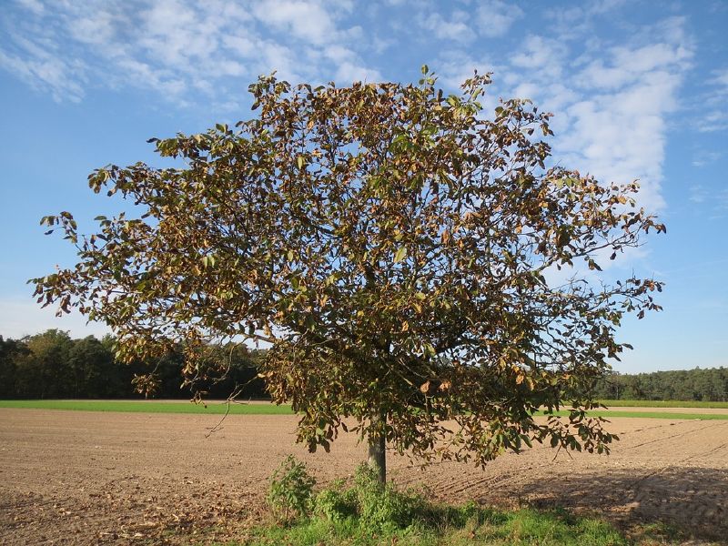Juglans regia