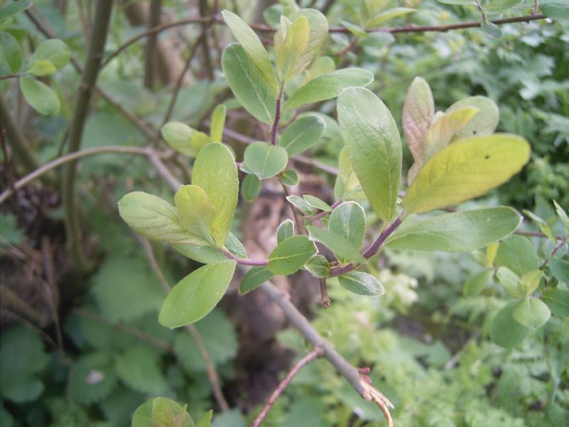 Salix aurita VkG 3