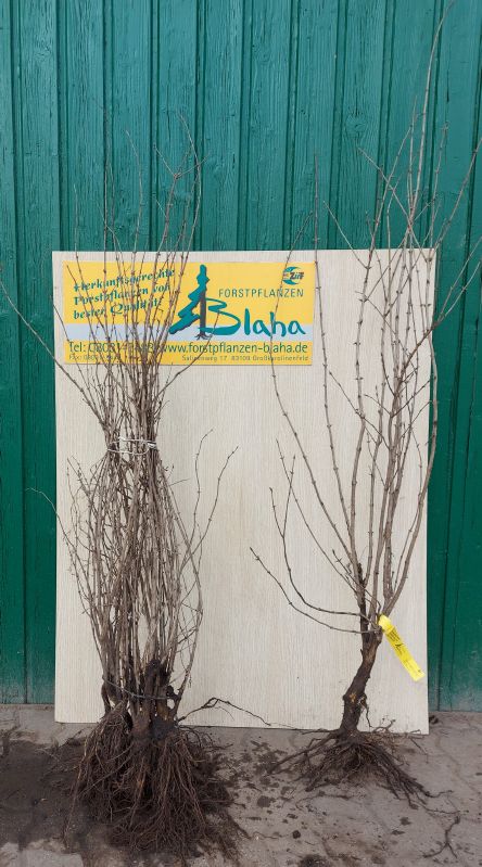 Lonicera xylosteum VkG 5