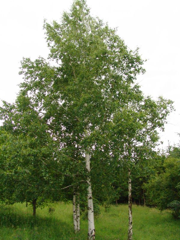 Betula pendula HkG 80404