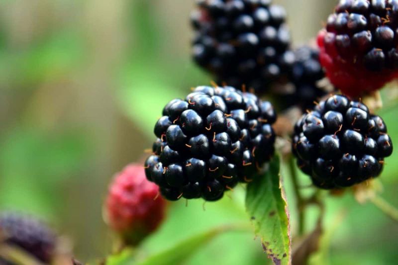 Brombeere Asterina