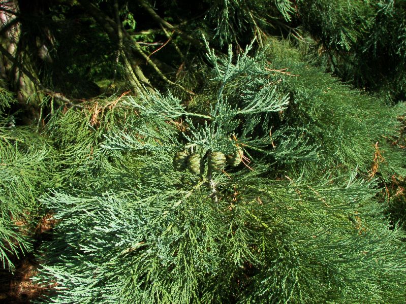 Sequoiadendron giganteum