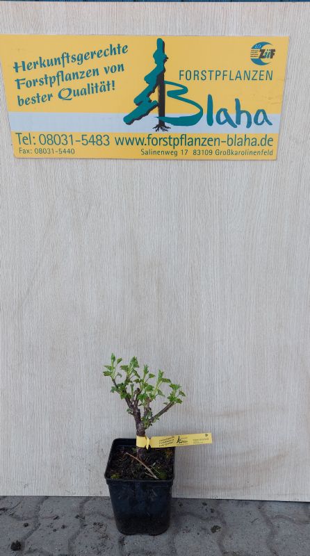 Ribes rubrum VkG 4