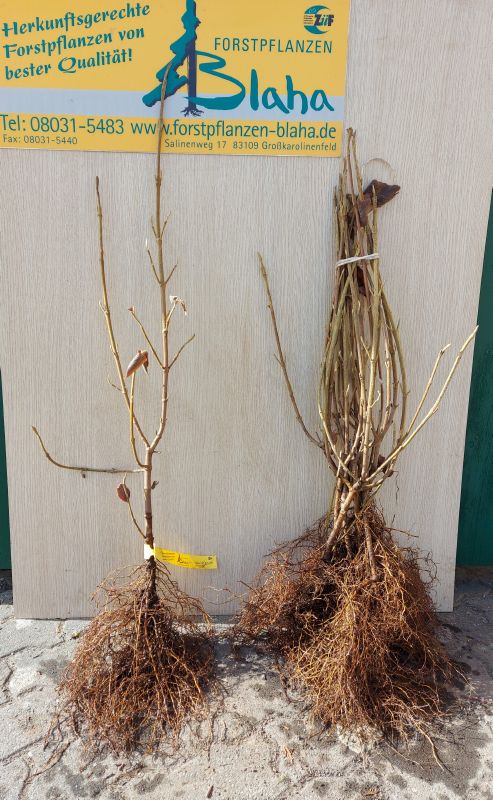 Viburnum lantana VkG 3