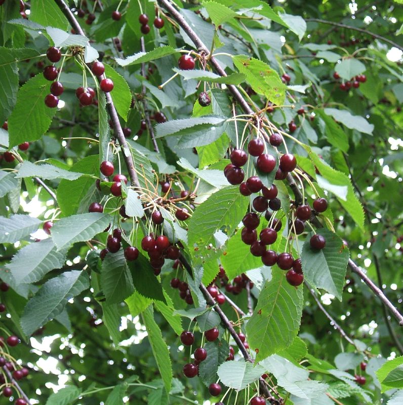 Prunus avium HkG 81401