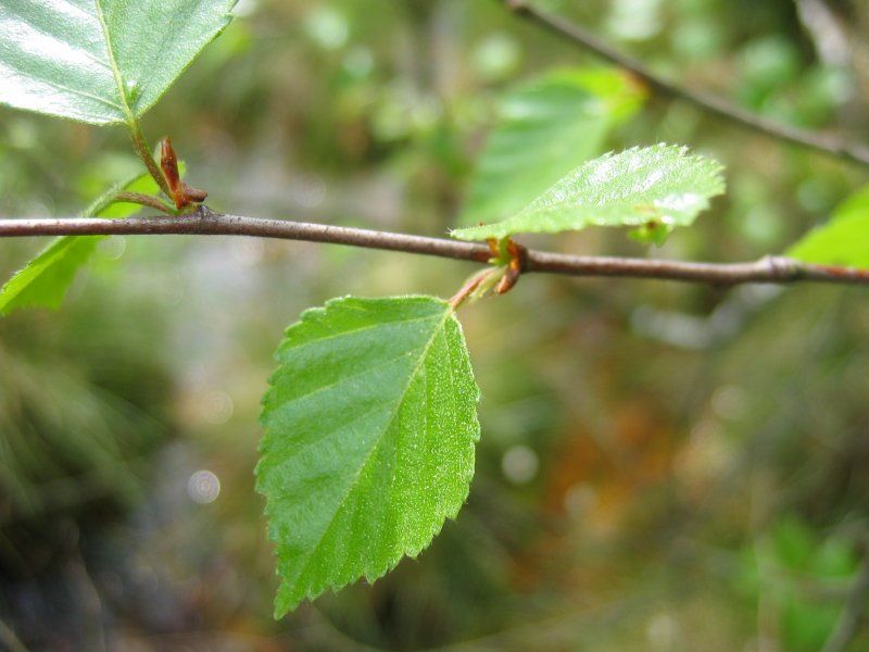 Betula pubescens HkG 80501