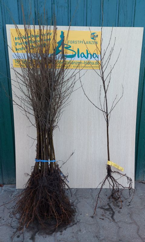 Betula pubescens HkG 80503