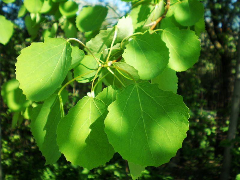 Populus tremula VkG 1