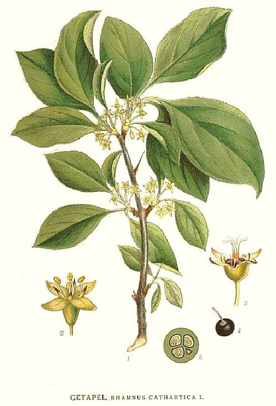 Rhamnus catharticus VkG 2