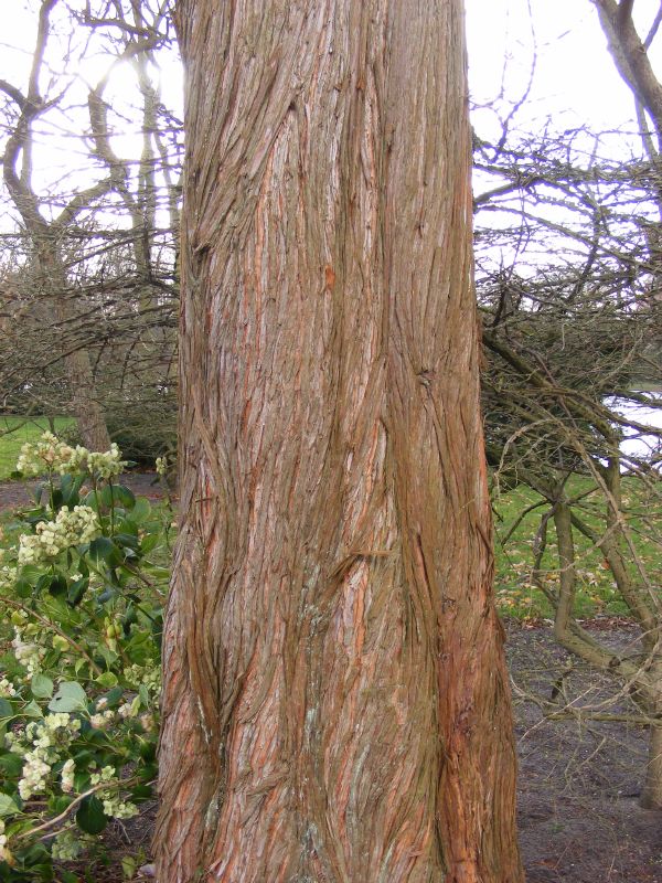 Metasequoia glyptostroboides