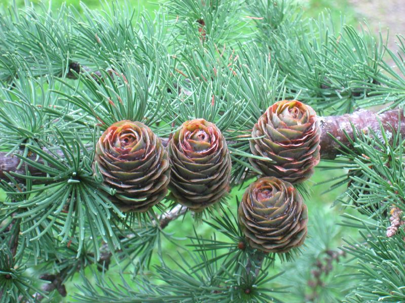 Larix kaempferi HkG 83901