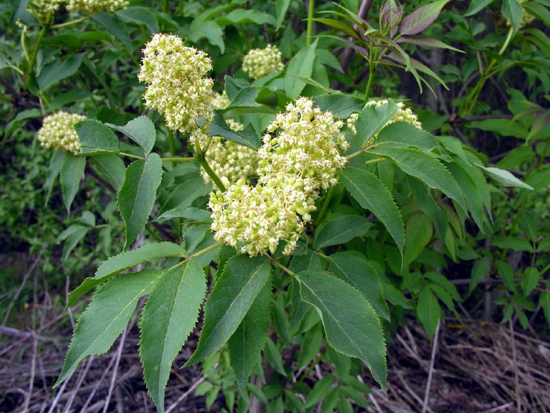Sambucus racemosa VkG 4