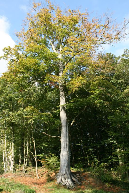 Fagus sylvatica HkG 81010