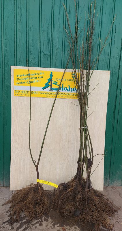 Euonymus europaeus VkG 6