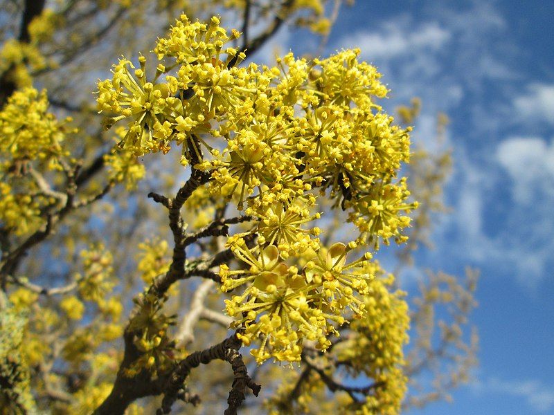 Cornus mas VkG 2