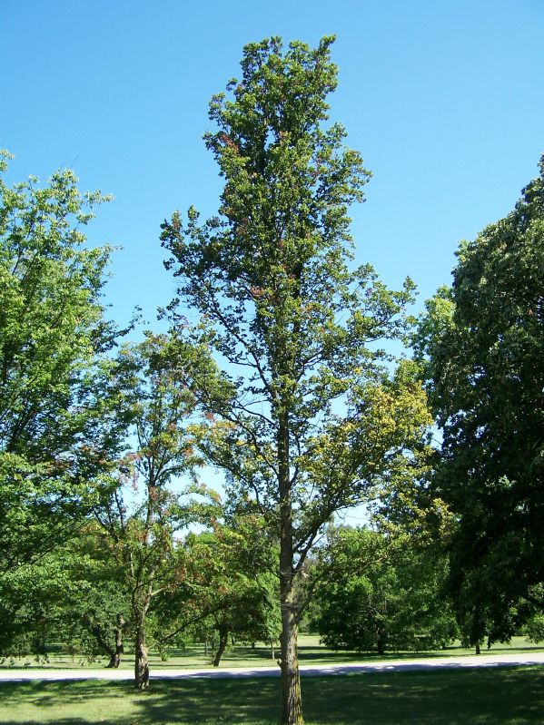 Ulmus carpinifolia VkG 4