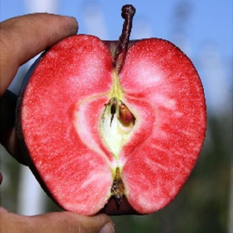 Apfel - Baya® Marisa