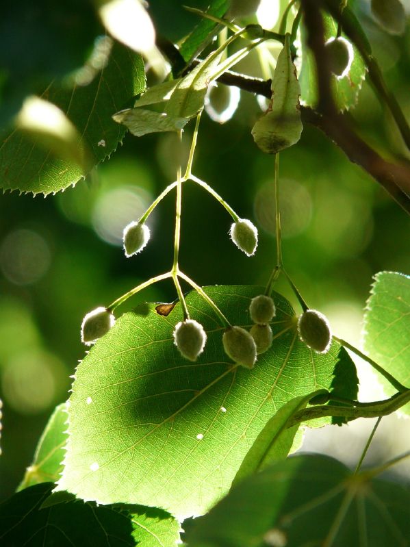 Tilia cordata HkG 82305