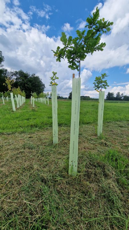 Solitärbaum autochton mB StU