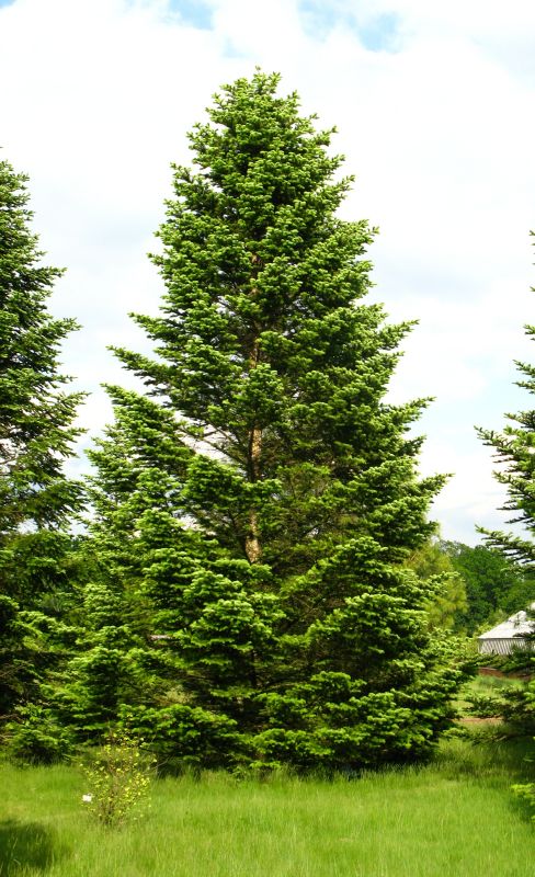 Abies nordmanniana