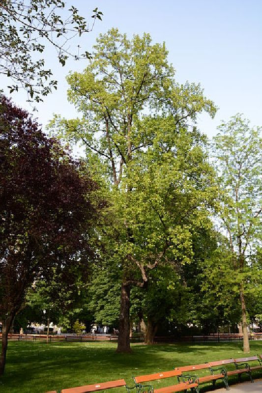 Liriodendron tulipifera