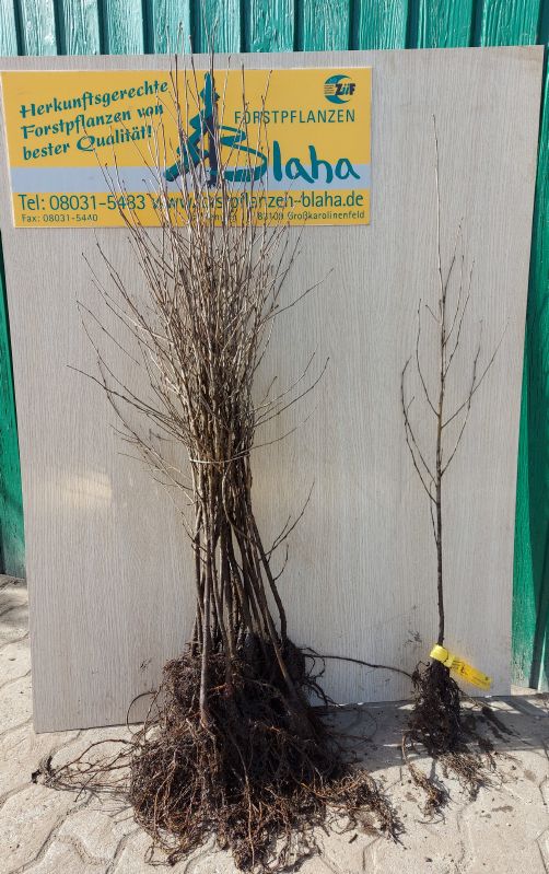 Betula pendula HkG 80402