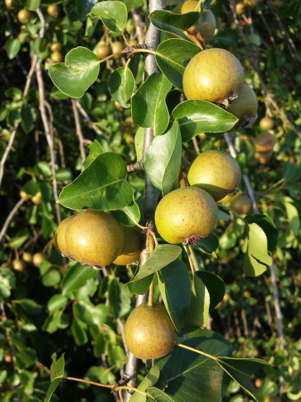 Pyrus pyraster VkG 2