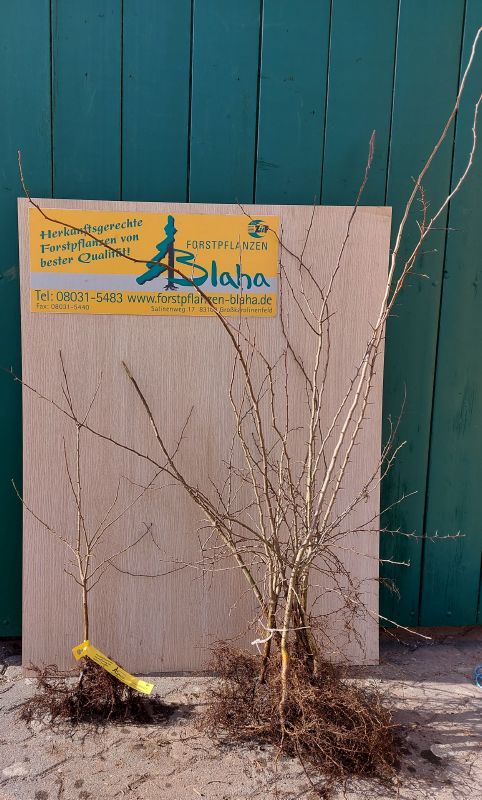 Crataegus VkG 3