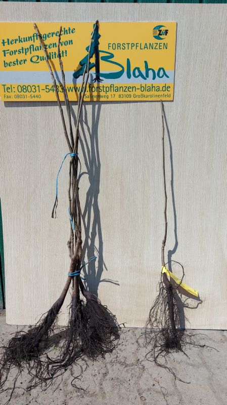 Juglans regia