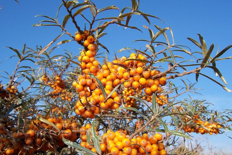 Hippophae rhamnoides VkG 6