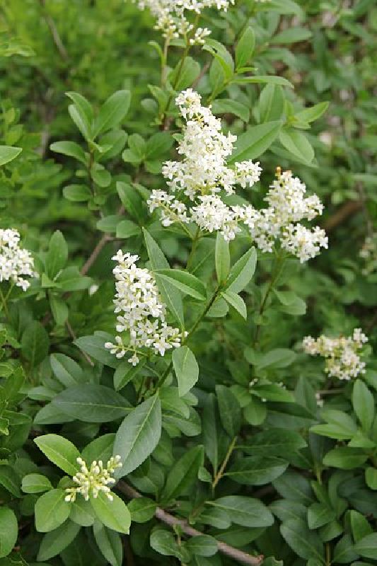Ligustrum vulgare Vkg 2