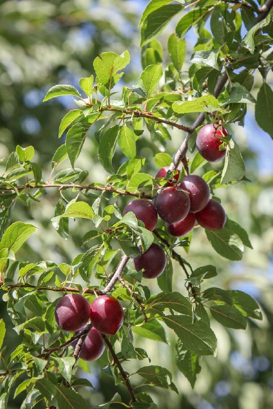 Prunus cerasifera CAC
