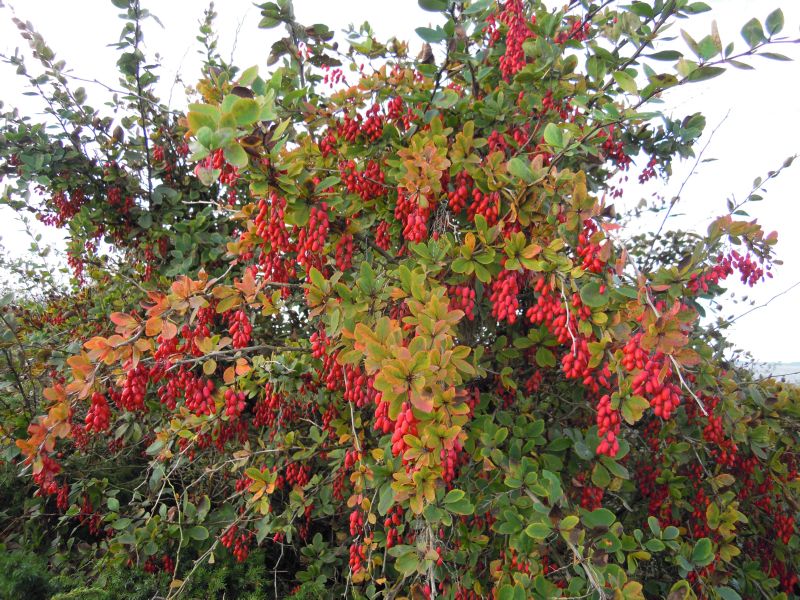 Berberis vulgaris VkG 1