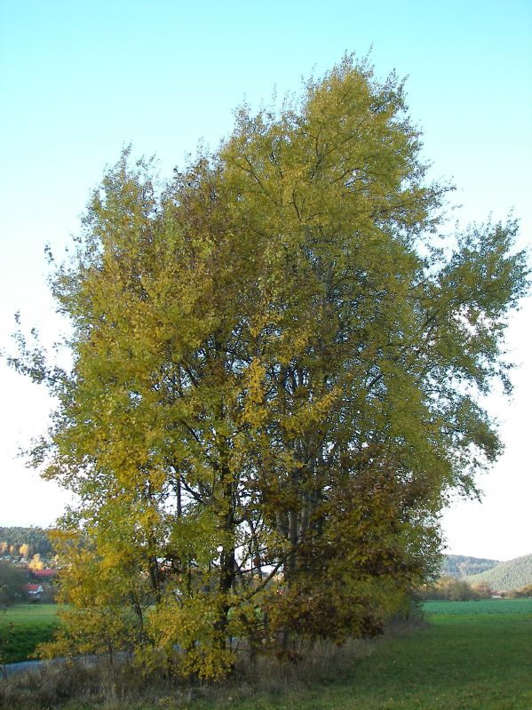 Populus tremula VkG 1