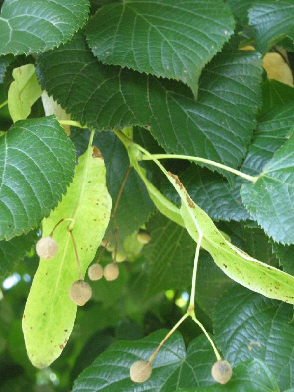 Tilia platyphyllos HkG 82402