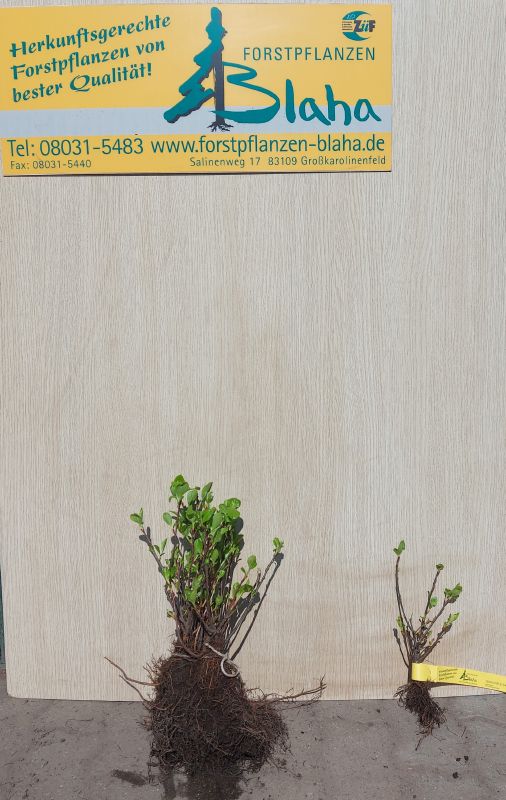 Aronia melanocarpa