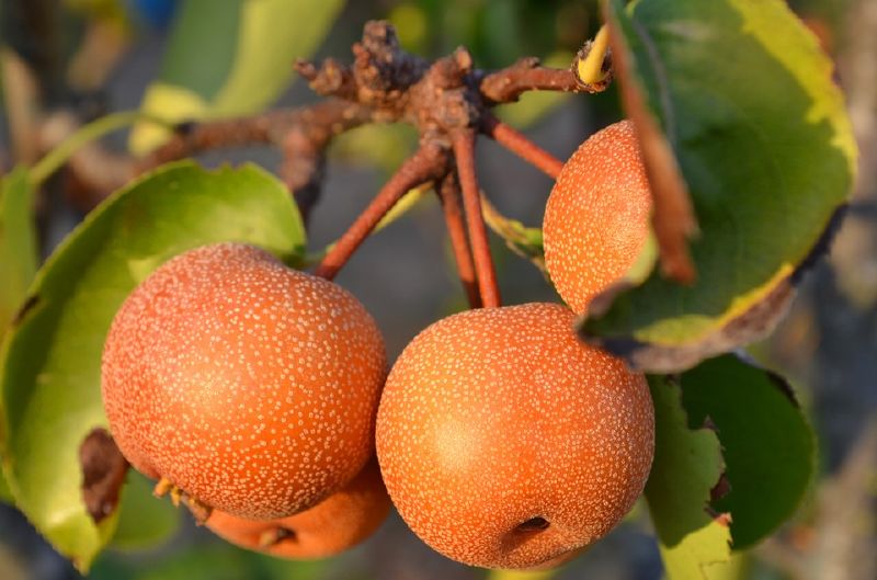 Birne - Nashi