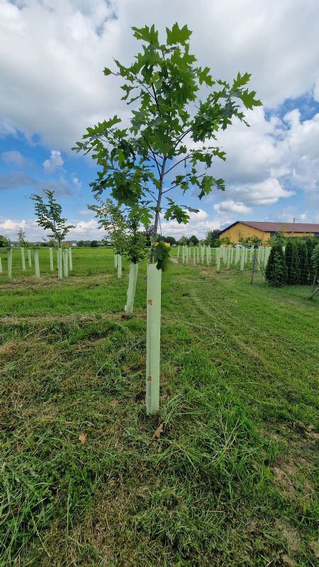 Solitärbaum autochton mB StU