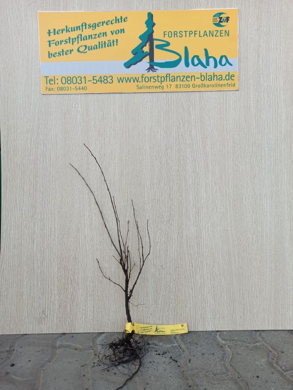 Amelanchier lamarckii VkG 4