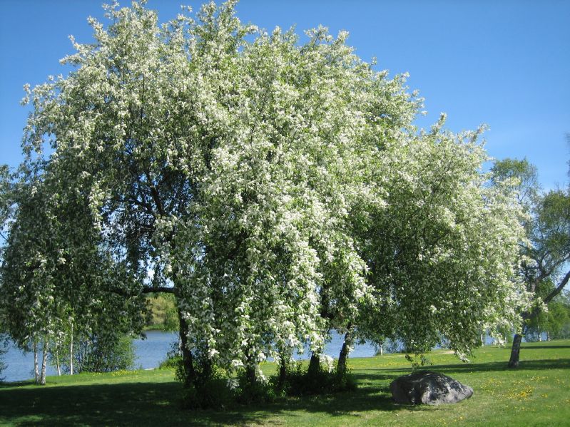 Prunus padus VkG 1