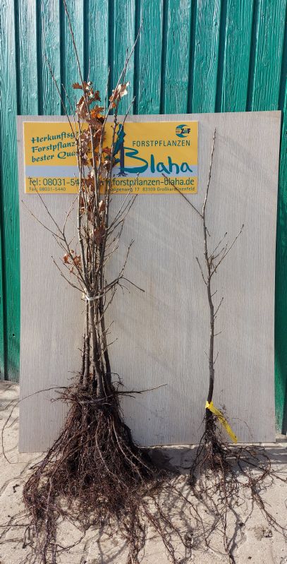 Quercus robur HkG 81705