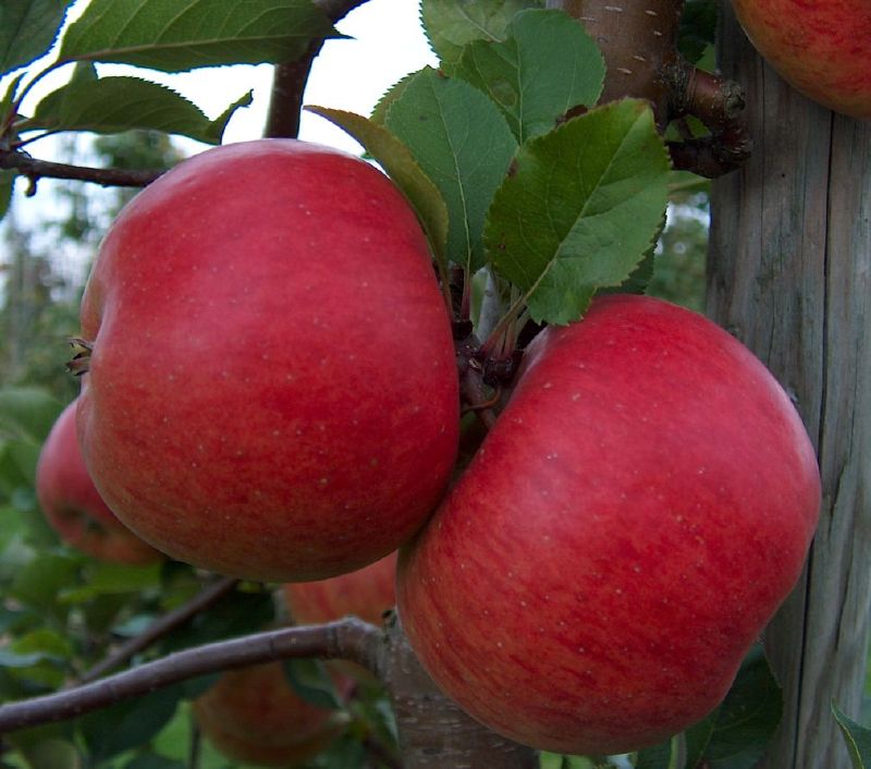 Apfel - Topaz