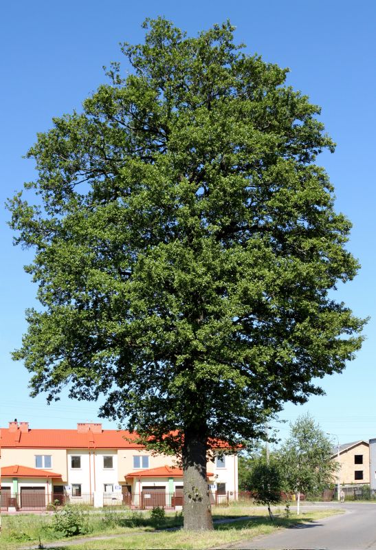 Alnus glutinosa HkG 80204