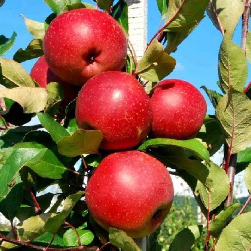 Apfel - Baya® Marisa