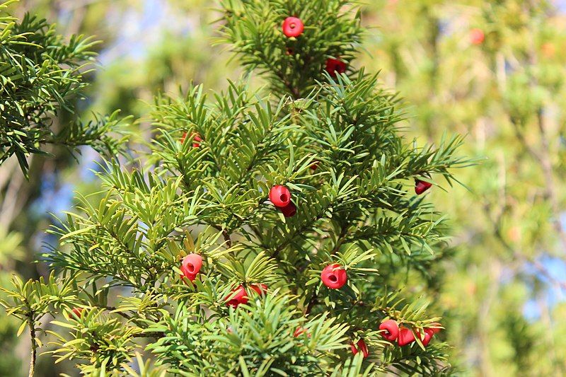 Taxus baccata VkG 3