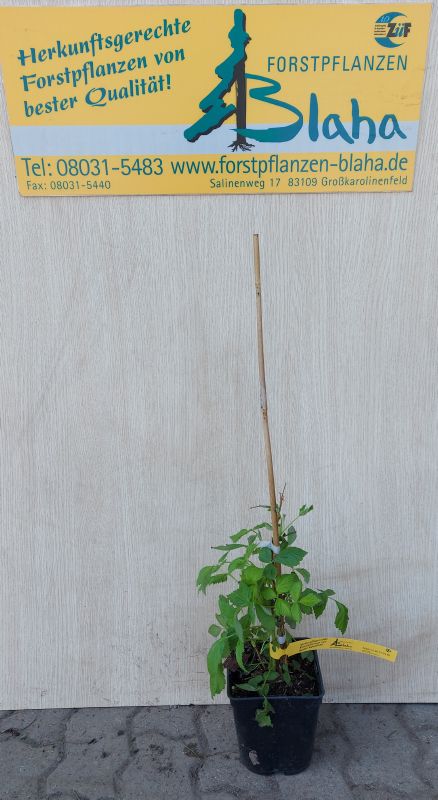 Himbeere - Rubus