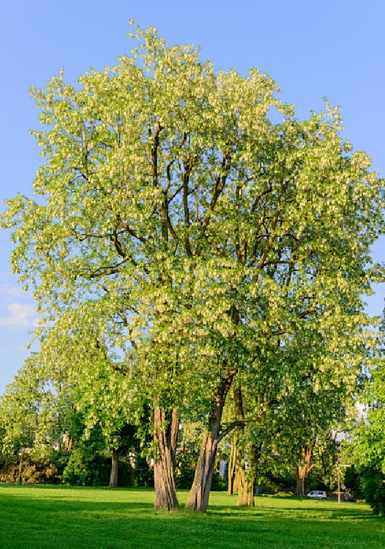 Robinia pseudoacacia HkG 81902